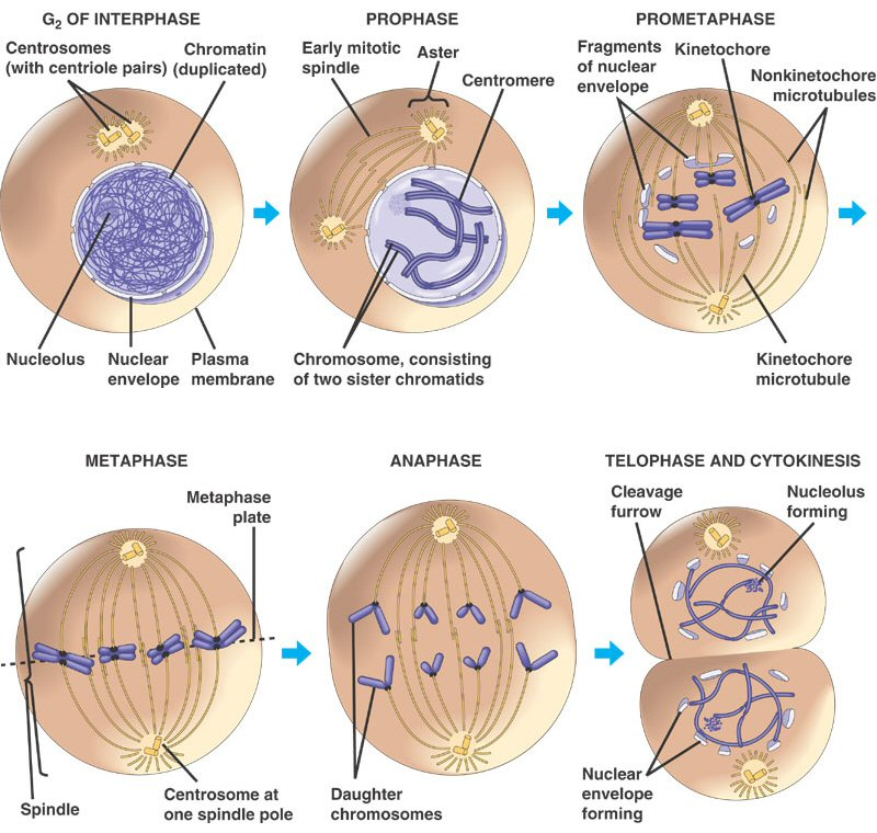 778_cell division.png